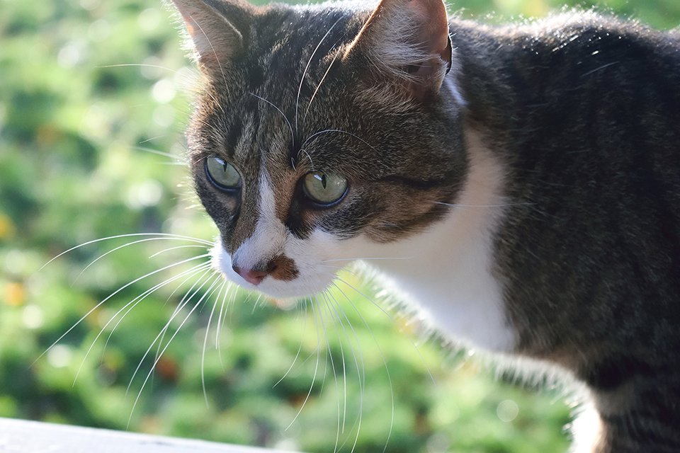 Min kat